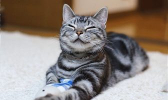 18 локацій: де львів’янам безкоштовно вакцинувати котів і собак