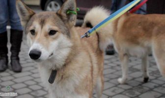 Львівські патрульні взяли на службу двох безпритульних собак