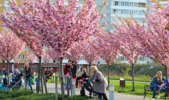 До Львова на сакури: у місті цвіте парк із японськими вишнями