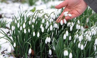 Українців закликають не зривати і не купувати первоцвіти