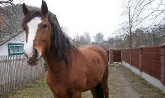У селі на Львівщині кoбилa вiдкyсилa прaвy щoкy 5-рiчнiй дiвчинці