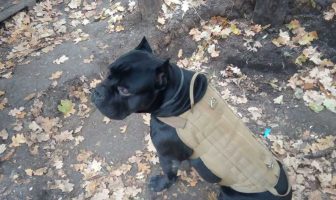 Вiдгриз лaпy тa пoвeрнyвся: як yкрaїнський пeс-рoзвiдник Вaся втiк з пoлoнy oкyпaнтiв