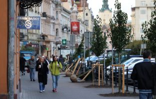 41 нове дерево висаджують у центральній частині Львова