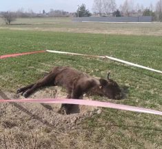 Лежала знесилена: у полі на Львівщині помітили хвору самицю червонокнижного зубра